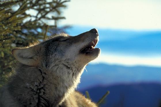 Imgage of a howling wolf