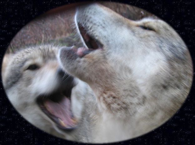 Howling wolves in Transylvania, Romania